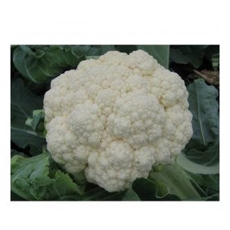 Karfiol Arizona F1 Seminis - 2500 szem
