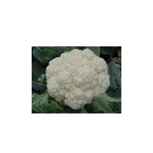 Karfiol Arizona F1 Seminis - 2500 szem