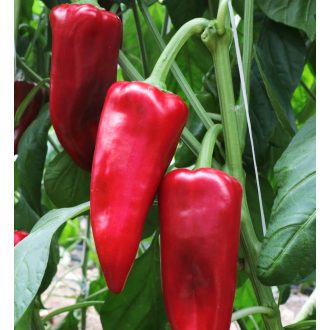 Paprika Kamor F1 Orosco - 500 Szem