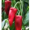 Paprika Kamor F1 Orosco - 500 Szem