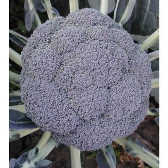 Brokkoli Matsuri F1 Tokita Seed - 2500 szem