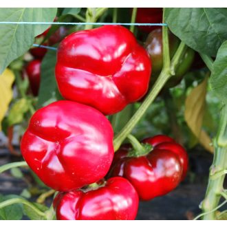 Paprika Reno F1 Orosco - 500 szem