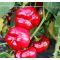 Paprika Reno F1 Orosco - 500 szem