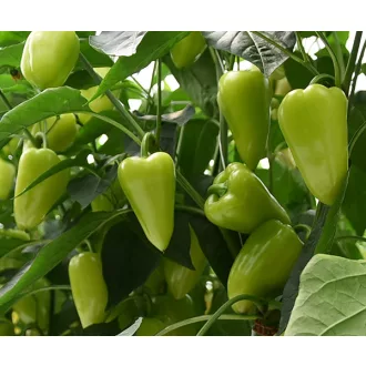 Paprika Trusheni F1 Duna - 250 szem