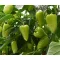 Paprika Trusheni F1 Duna - 250 szem