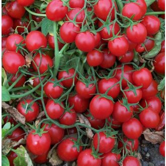 Paradicsom Strombolino F1 UNIGEN SEEDS - 1000 szem