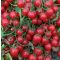 Paradicsom Strombolino F1 UNIGEN SEEDS - 1000 szem