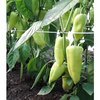 Paprika Ostry F1 Semo - 500 szem