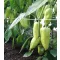 Paprika Ostry F1 Semo - 500 szem