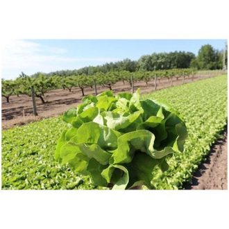 Saláta Petrian Syngenta - 5000 szem