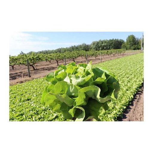 Saláta Petrian Syngenta - 5000 szem