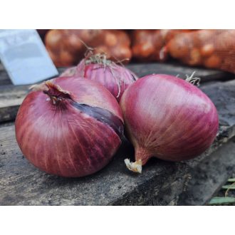 Vöröshagyma Primula Rossa Lila ZFW - 100.000 szem