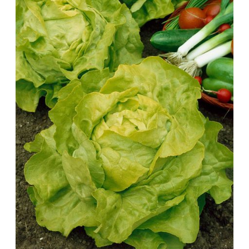 Saláta Mars Semo - 1000 Szem