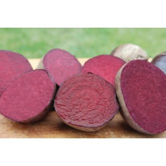 Cékla Red Sun F1 Unigen Seeds - 50.000 szem
