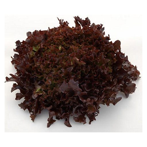 Saláta Prodigio Syngenta - 5000 szem