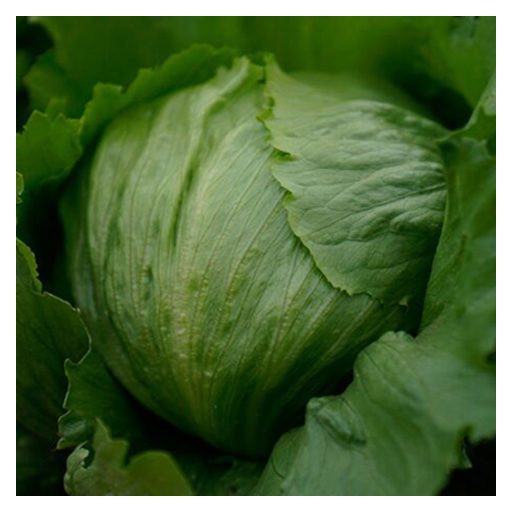 Saláta Ice Party Jégsaláta Syngenta - 5000 szem