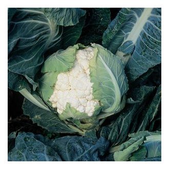 Karfiol Cortes F1 Syngenta - 2500 szem