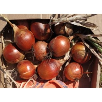 Vöröshagyma Khalifer F1 Cora Seeds - 100.000 szem
