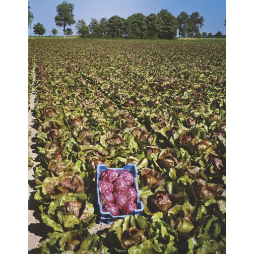 Saláta Cikória Indigo Pill. Bejo - 10.000 szem