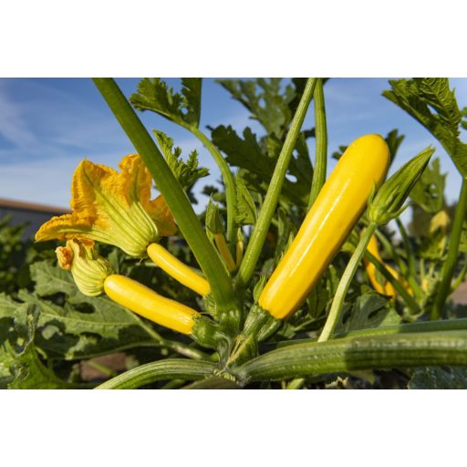 Cukkini Lingodor F1 Orosco - 100 szem