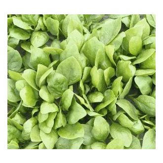 Spenót Rembrandt Bejo - 50.000 Szem