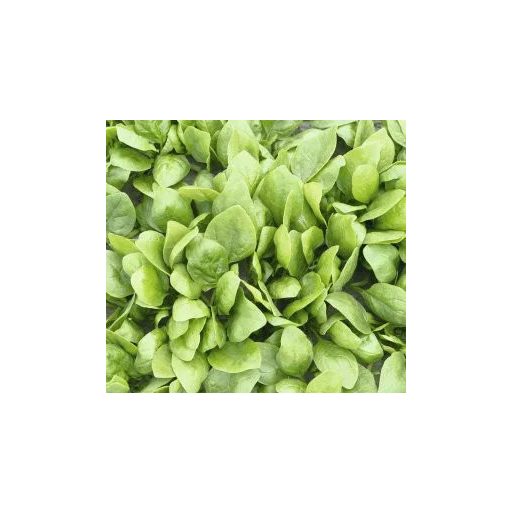 Spenót Rembrandt Bejo - 50.000 Szem