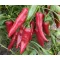 Paprika Hajnaltáj F1 Duna - 250 szem