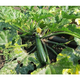 Cukkini Aurelio (ISI 76 215) F1 ZFW - 250 szem