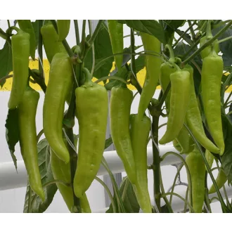 Paprika Dála F1 Duna - 250 szem