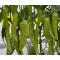 Paprika Dála F1 Duna - 250 szem