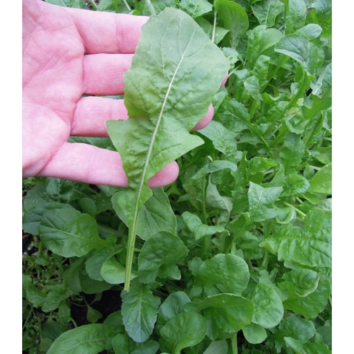 Rukola Roketa (Eruca Sativa) Semo - 50g