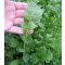 Rukola Roketa (Eruca Sativa) Semo - 50g