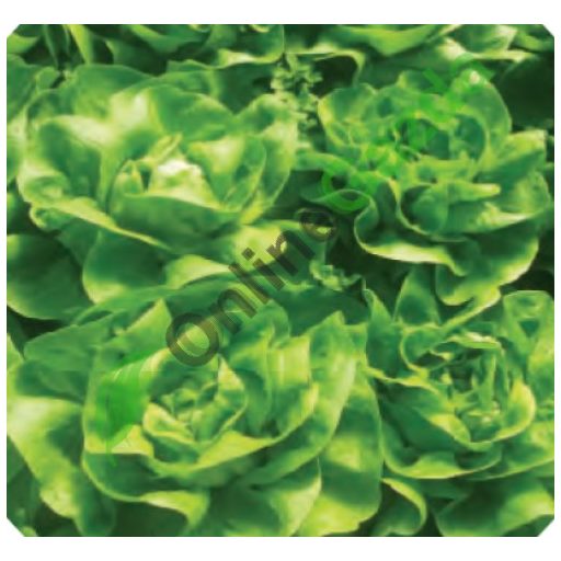 Saláta Fakto Pillírozott Enza - 5000 szem