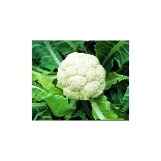 Karfiol Goodman Bejo - 2500 szem