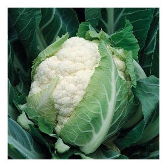 Karfiol Bruce F1 Syngenta - 2500 Szem