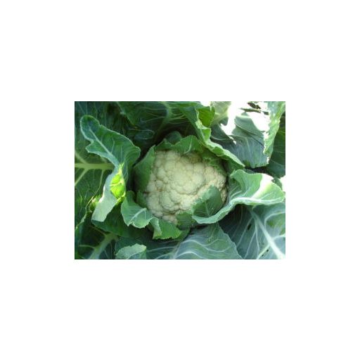 Karfiol Seoul F1 Hazera Genetics - 2500 szem