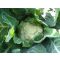 Karfiol Seoul F1 Hazera Genetics - 2500 szem