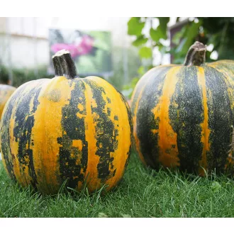 Olajtök Olga ZFW - 100g