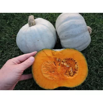 Sütőtök Grey Queen F1 Semo - 50g