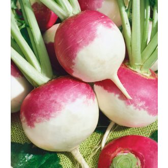 Tarlórépa Purple Top White Globe Semo - 50g
