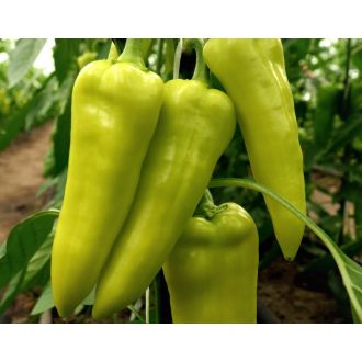 Paprika Horka F1 Orosco - 500 szem