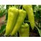 Paprika Horka F1 Orosco - 500 szem