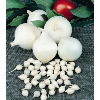 Vöröshagyma Agostana Semo - 25g