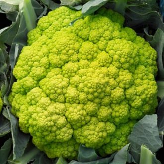Karfiol Vitaverde F1 (26-807) Precíziós Mag RZ - 1000 szem
