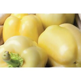 Paprika Marbella F1 Orosco - 500 szem