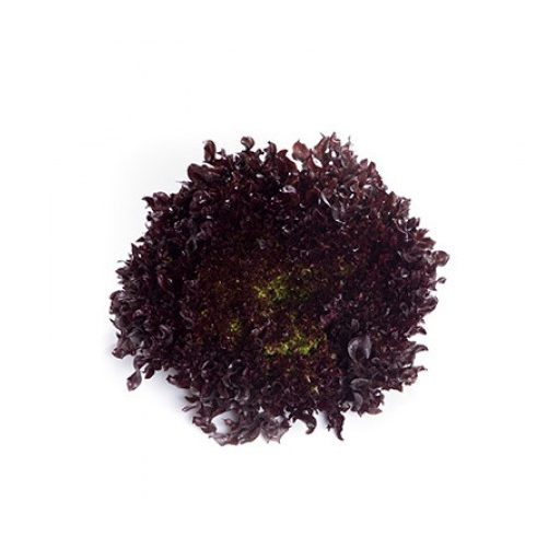 Saláta Outbex (79-936) RZ Salanova - 1000 szem