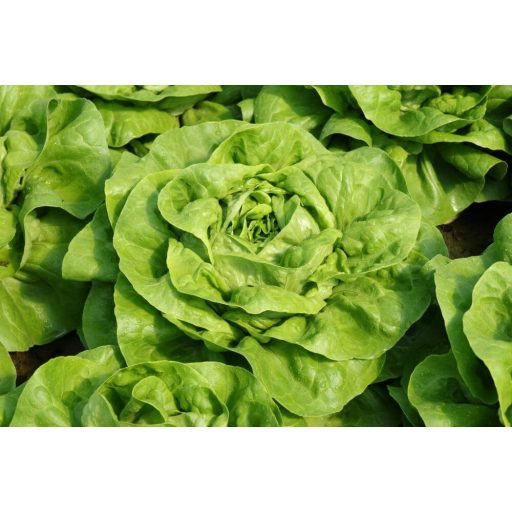 Saláta Foster Gautiner Semences - 1000 szem