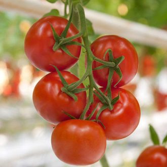 Paradicsom Clodano F1 Syngenta - 500 szem