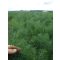 Kapor Compact Semo - 100g