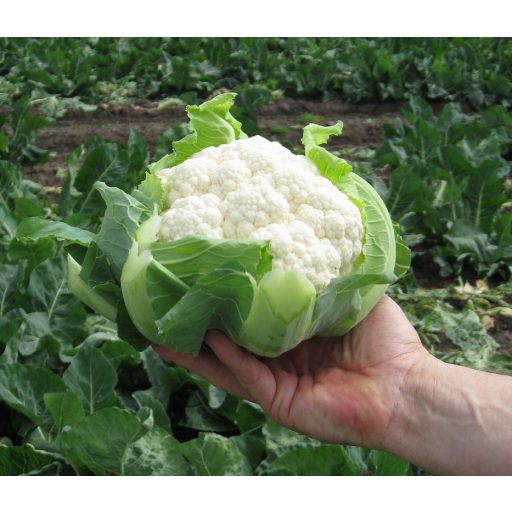 Karfiol Clipper F1 EliSem ZFW - 2500 szem